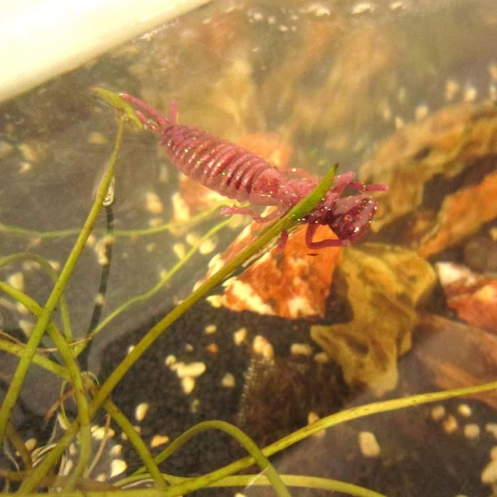 15 Piece 8 Colour Soft Silicone Larvae Bait 75mm Size