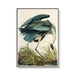 70cmx100cm Great Blue Heron by John James Audubon Black