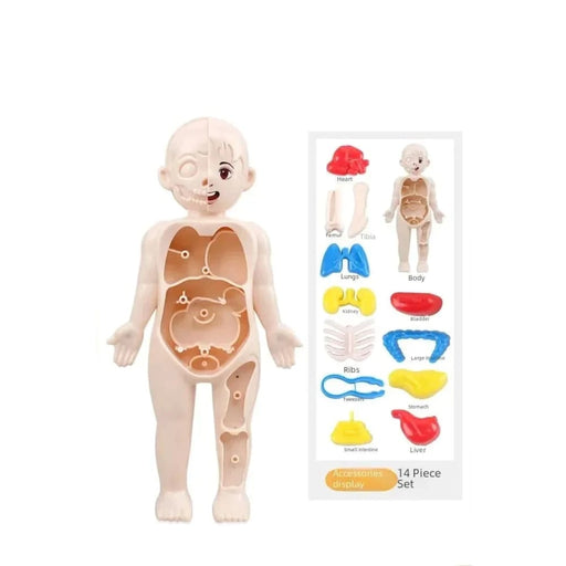 Diy Human Organ Model Kit Steam Education Toy For Kids