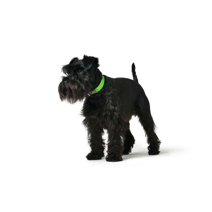 Dog Collar by Hunter Convenience l Green