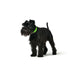 Dog Collar by Hunter Convenience l Green