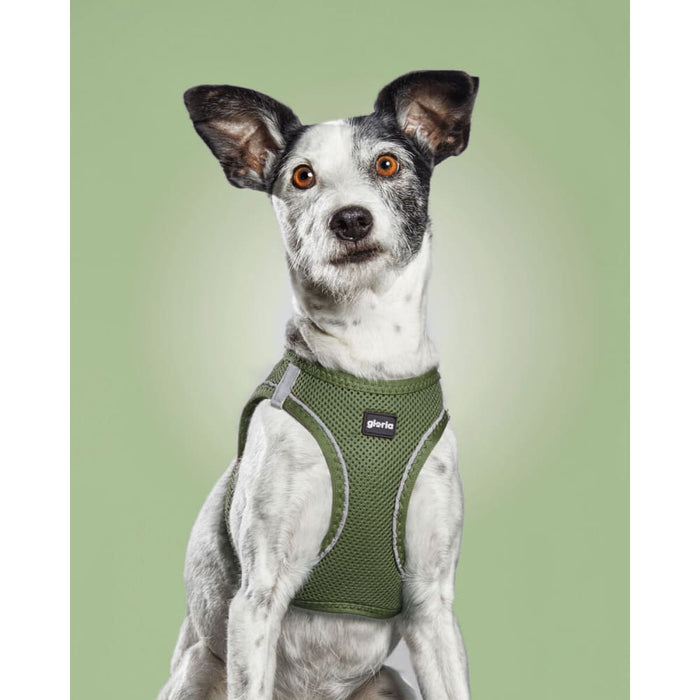 Dog Harness by Gloria Green