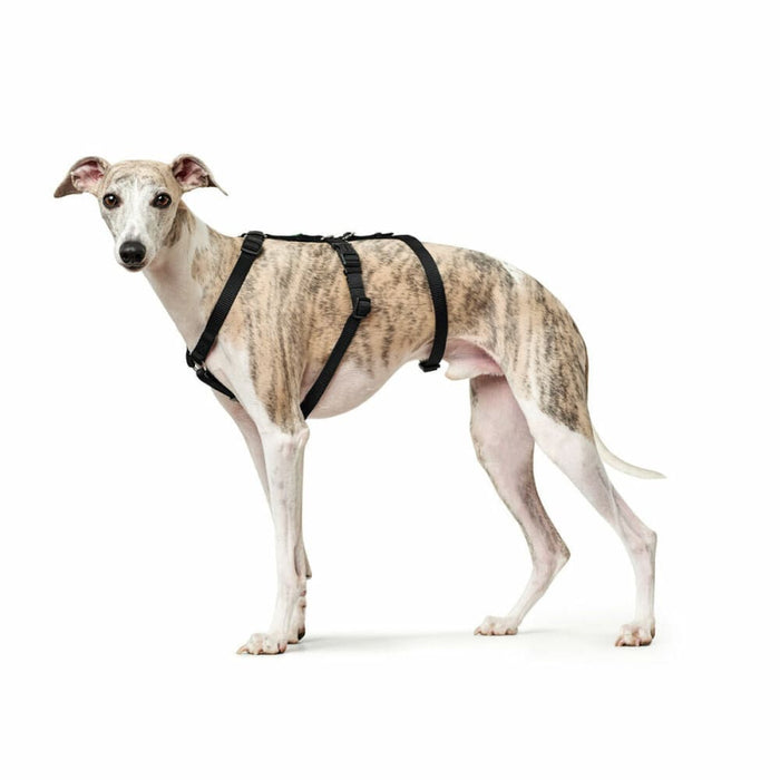 Dog Harness by Hunter Black l m