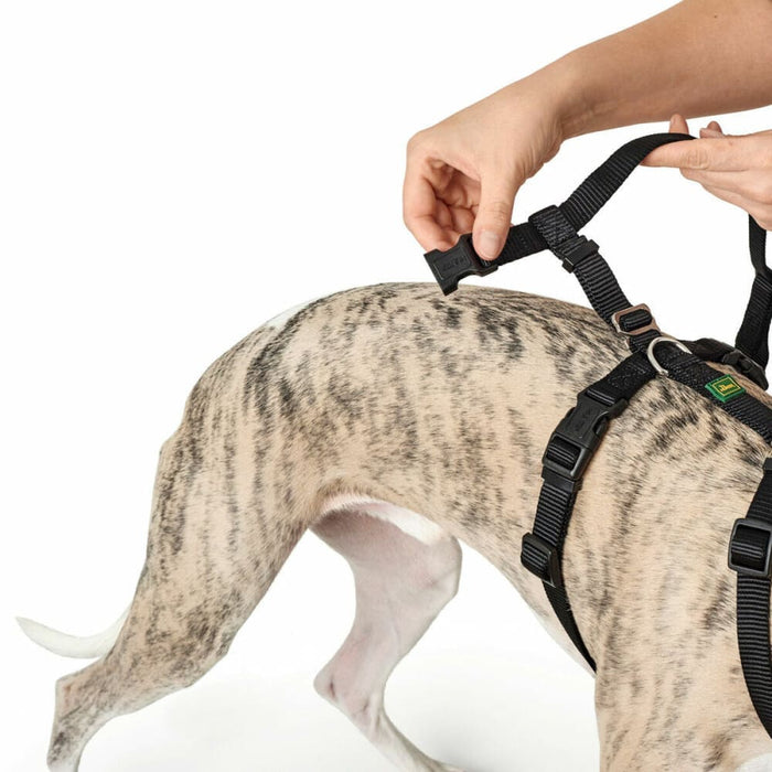 Dog Harness by Hunter Black l m