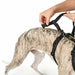 Dog Harness by Hunter Black l m