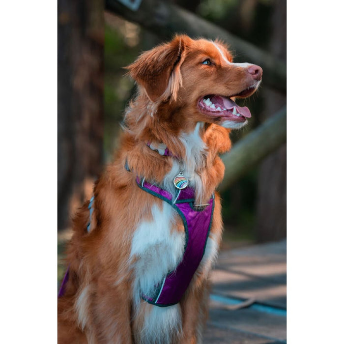 Dog Harness by Red Dingo Purple m