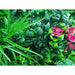 Elegant Red Rose Vertical Garden Green Wall Uv Resistant