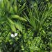 Flowering White Artificial Green Wall Disc Uv Resistant