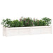 Garden Planters 2 Pcs White Solid Wood Pine Ntiaki
