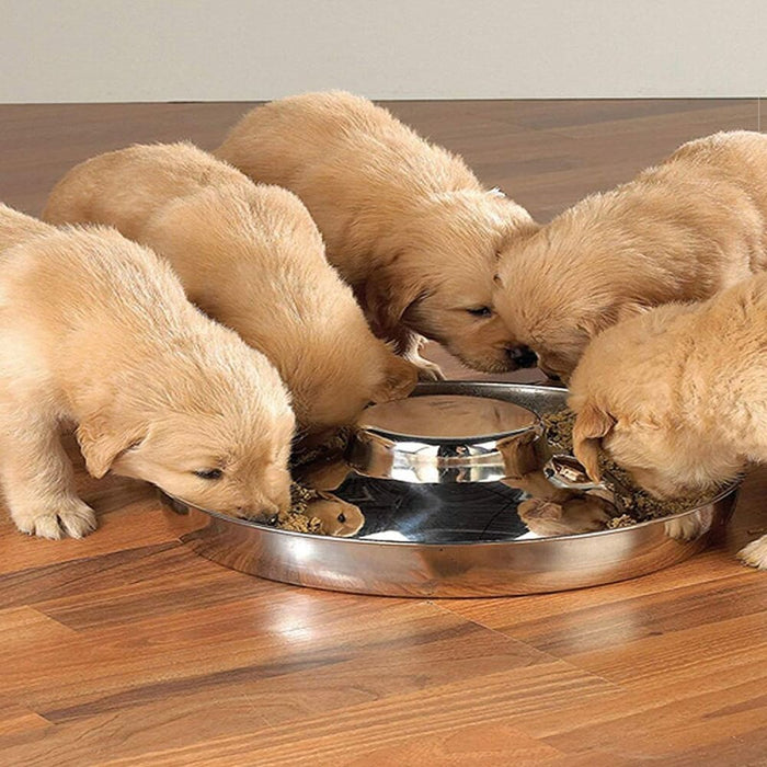 Multiple Safe Stainless Steel Water Food Pet Bowl for Small