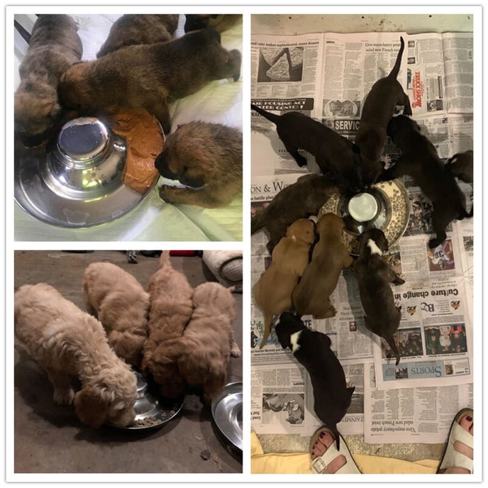 Multiple Safe Stainless Steel Water Food Pet Bowl for Small