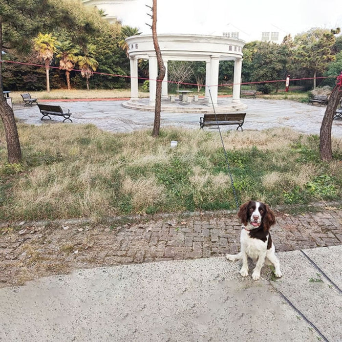 Portable Reflective Camping Cable for Dog