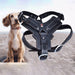 Real Leather Dog Harness with Center Metal Ring