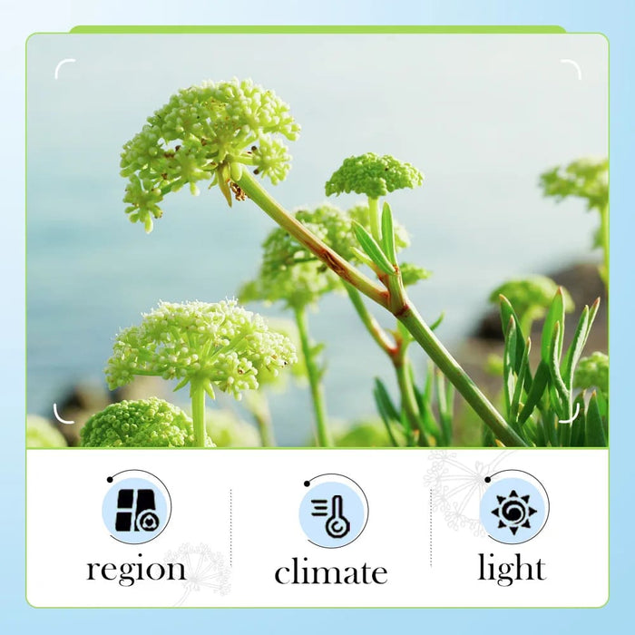 Sea Fennel Hyaluronic Acid Firming Moisturizing Nourishing