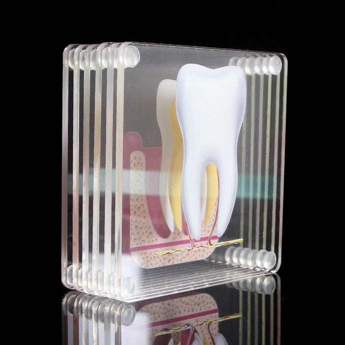 Tooth Anatomy Coasters Set