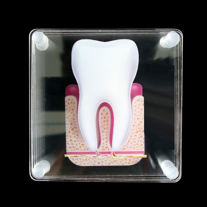 Tooth Anatomy Coasters Set