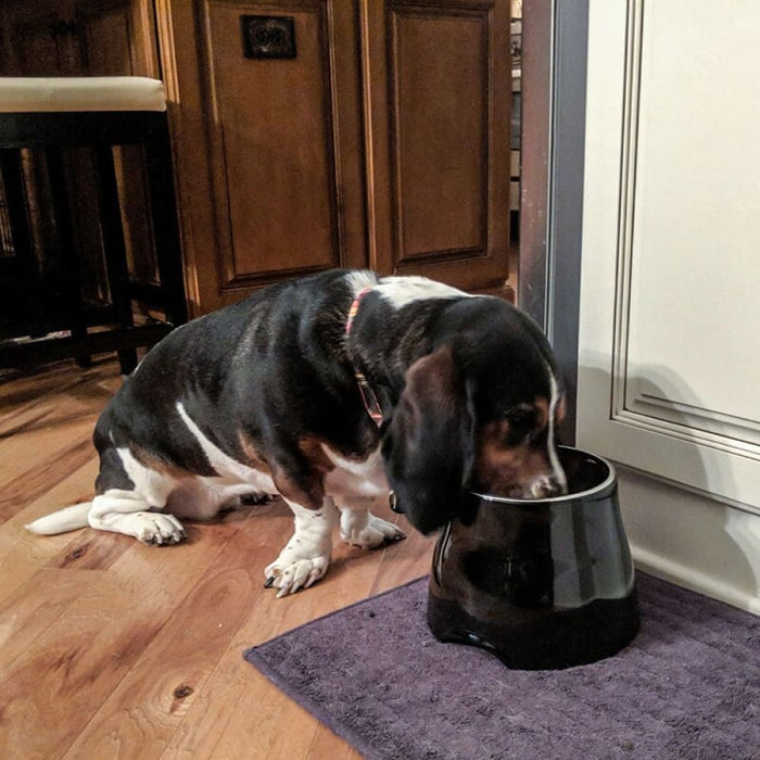 Non-toxic Removable Pet Bowl Feeding with Stand