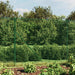Wire Mesh Fence with Spike Anchors Green 1.4x25 m Opaobi