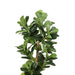 180cm Artificial Plant Tree Room Garden Indoor Outdoor Fake