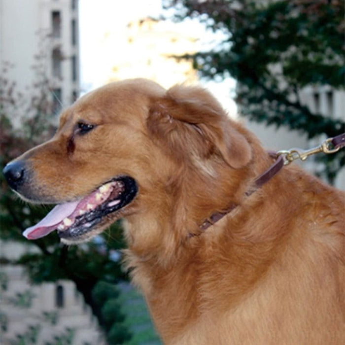 P Shape Copper Hook Short Leash